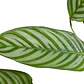 Calathea Setosa Planta Ornamental - Miniatura 2
