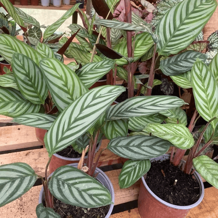 Calathea Setosa Planta Ornamental 3