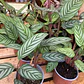 Calathea Setosa Planta Ornamental - Miniatura 3