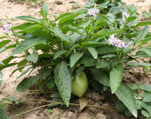 Pepino Dulce En Fruta Solanum Maricatum Arbusto Frutal 2