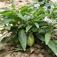 Pepino Dulce En Fruta Solanum Maricatum Arbusto Frutal - Miniatura 2