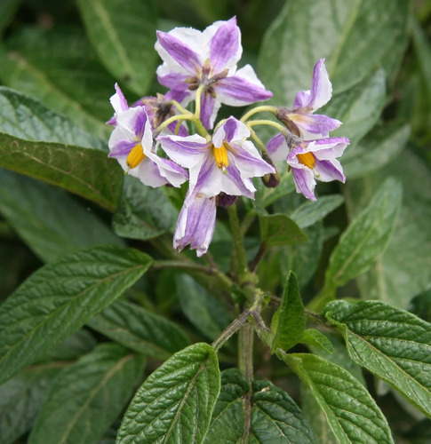 Pepino Dulce En Fruta Solanum Maricatum Arbusto Frutal 3