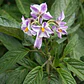 Pepino Dulce En Fruta Solanum Maricatum Arbusto Frutal - Miniatura 3