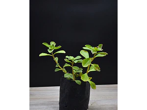 Viadil Hierba Milagrosa Medicinal
