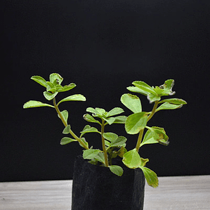 Viadil Hierba Milagrosa Medicinal