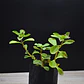 Viadil Hierba Milagrosa Medicinal - Miniatura 1
