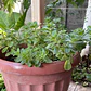 Viadil Hierba Milagrosa Medicinal - Miniatura 2