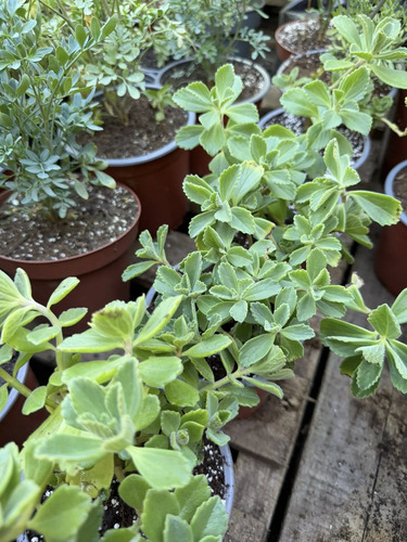 Viadil Hierba Milagrosa Medicinal 2