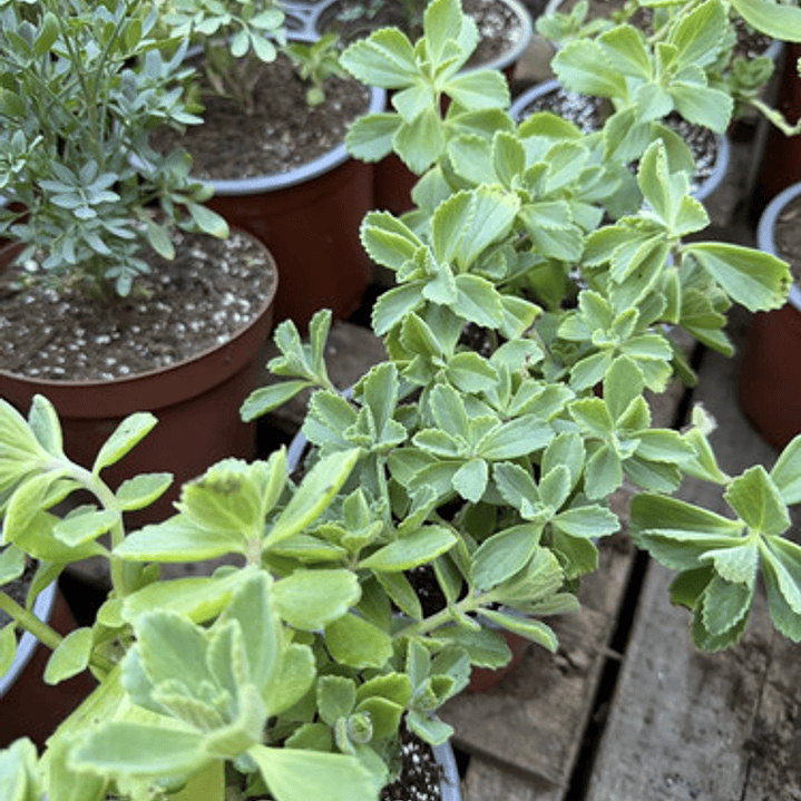 Viadil Hierba Milagrosa Medicinal 3