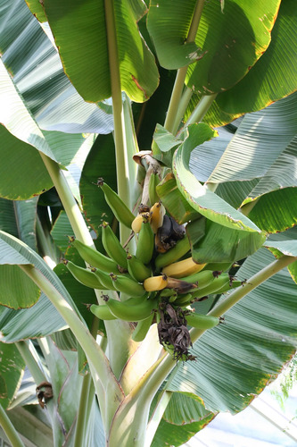 Platanero Musa Paradisíaca Banana Árbol Frutal Y Ornamental 2