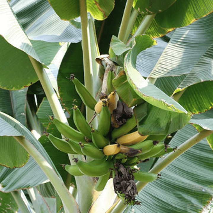 Platanero Musa Paradisíaca Banana Árbol Frutal Y Ornamental 2