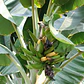 Platanero Musa Paradisíaca Banana Árbol Frutal Y Ornamental - Miniatura 2
