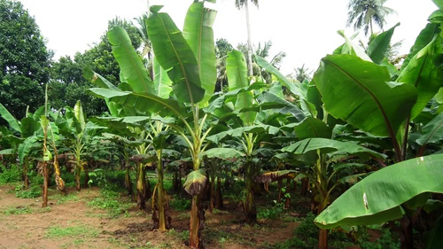Platanero Musa Paradisíaca Banana Árbol Frutal Y Ornamental 3