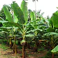 Platanero Musa Paradisíaca Banana Árbol Frutal Y Ornamental - Miniatura 3