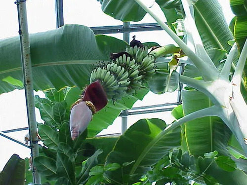 Platanero Musa Paradisíaca Banana Árbol Frutal Y Ornamental 4