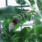 Platanero Musa Paradisíaca Banana Árbol Frutal Y Ornamental - Miniatura 4
