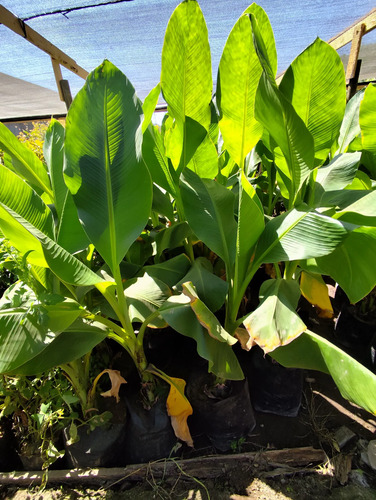Platanero Musa Paradisíaca Banana Árbol Frutal Y Ornamental 5