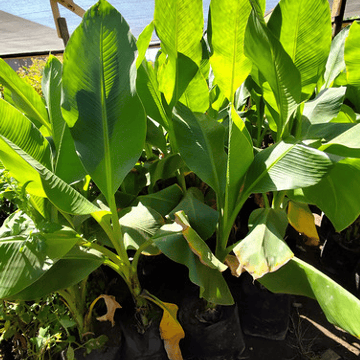 Platanero Musa Paradisíaca Banana Árbol Frutal Y Ornamental 5