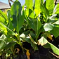 Platanero Musa Paradisíaca Banana Árbol Frutal Y Ornamental - Miniatura 5