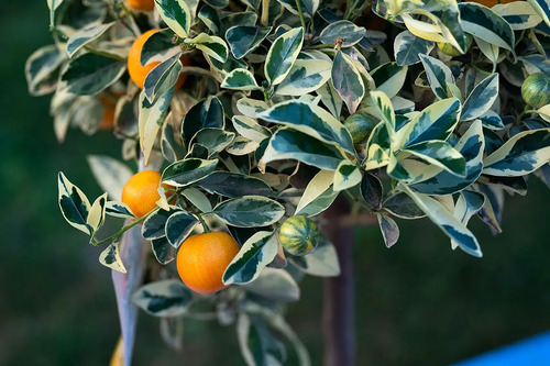Calamondin Variegado Gigante 2 Mts Árbol Frutal Cítrico 1
