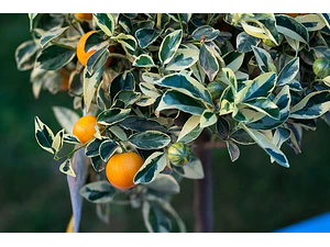 Calamondin Variegado Gigante 2 Mts Árbol Frutal Cítrico