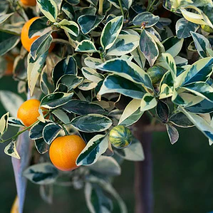 Calamondin Variegado Gigante 2 Mts Árbol Frutal Cítrico