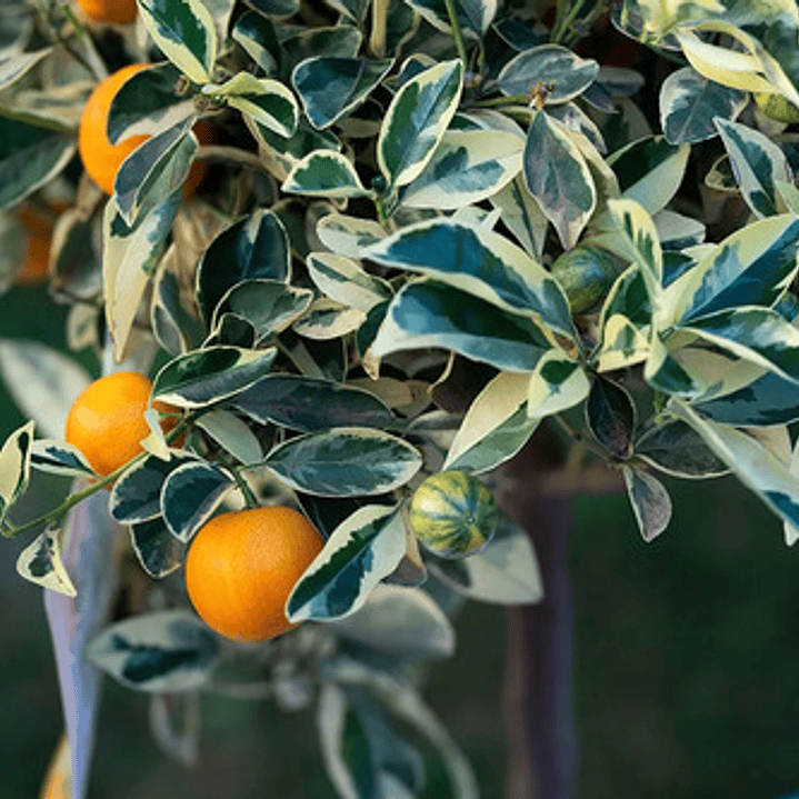 Calamondin Variegado Gigante 2 Mts Árbol Frutal Cítrico 1