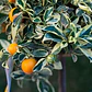 Calamondin Variegado Gigante 2 Mts Árbol Frutal Cítrico - Miniatura 1