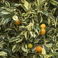 Calamondin Variegado Gigante 2 Mts Árbol Frutal Cítrico - Miniatura 2