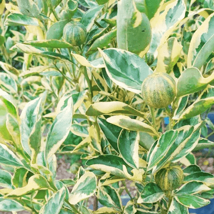 Calamondin Variegado Gigante 2 Mts Árbol Frutal Cítrico 3