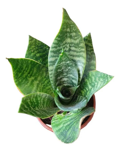 Sansevieria Enana Tigre Planta Interior 1