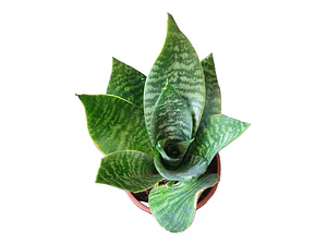 Sansevieria Enana Tigre Planta Interior