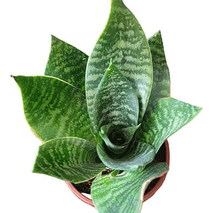 Sansevieria Enana Tigre Planta Interior