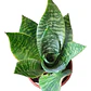 Sansevieria Enana Tigre Planta Interior - Miniatura 1
