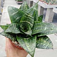 Sansevieria Enana Tigre Planta Interior - Miniatura 2