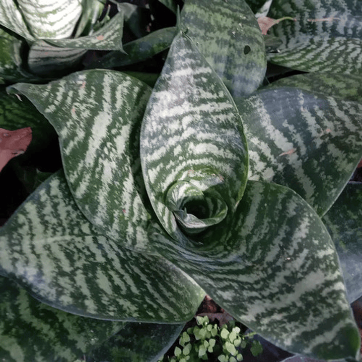 Sansevieria Enana Tigre Planta Interior 3