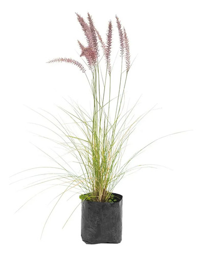 Pennisetum Verde Sericura Herbacea Ornamenta 1