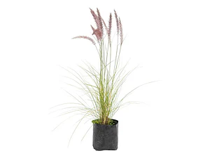 Pennisetum Verde Sericura Herbacea Ornamenta
