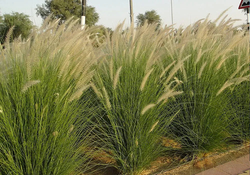Pennisetum Verde Sericura Herbacea Ornamenta 2