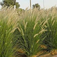 Pennisetum Verde Sericura Herbacea Ornamenta - Miniatura 2