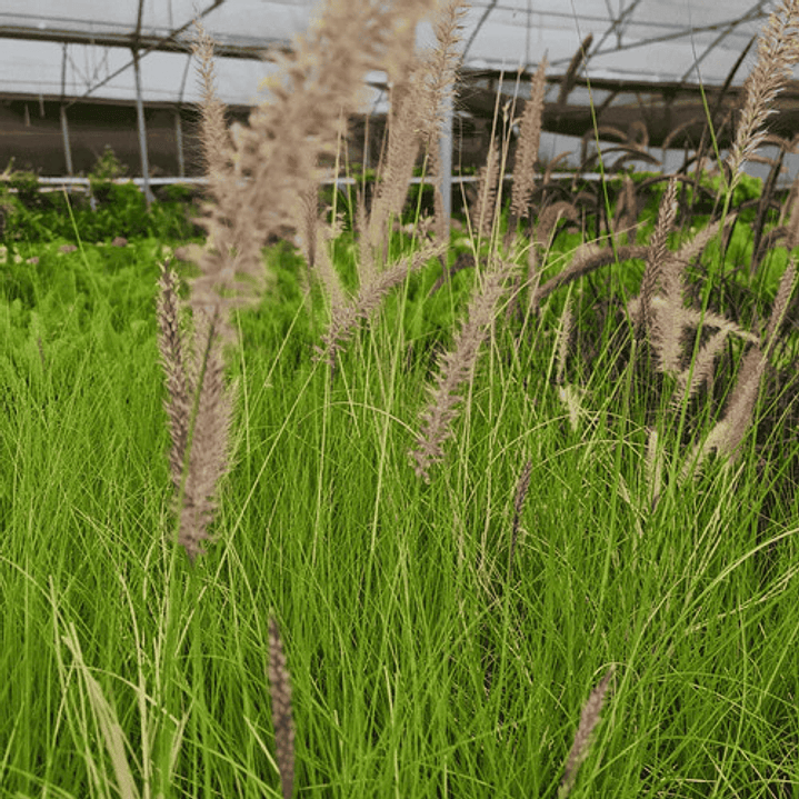 Pennisetum Verde Sericura Herbacea Ornamenta 3