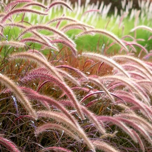 Pennisetum Rojo Sericura Herbacea Ornamental 1