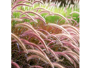Pennisetum Rojo Sericura Herbacea Ornamental
