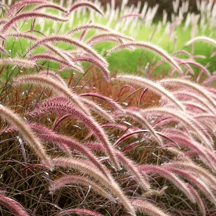 Pennisetum Rojo Sericura Herbacea Ornamental 1