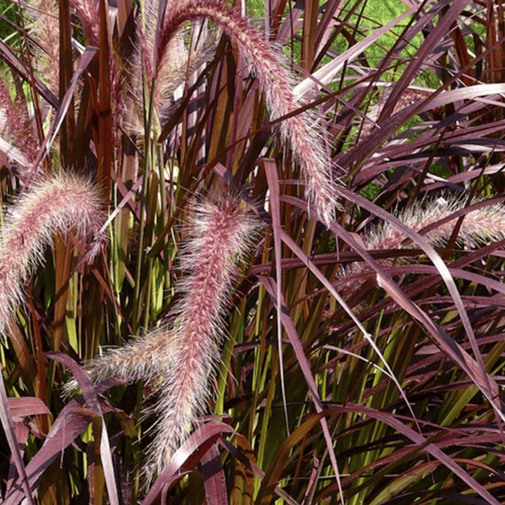 Pennisetum Rojo Sericura Herbacea Ornamental 2