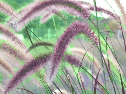 Pennisetum Rojo Sericura Herbacea Ornamental 3