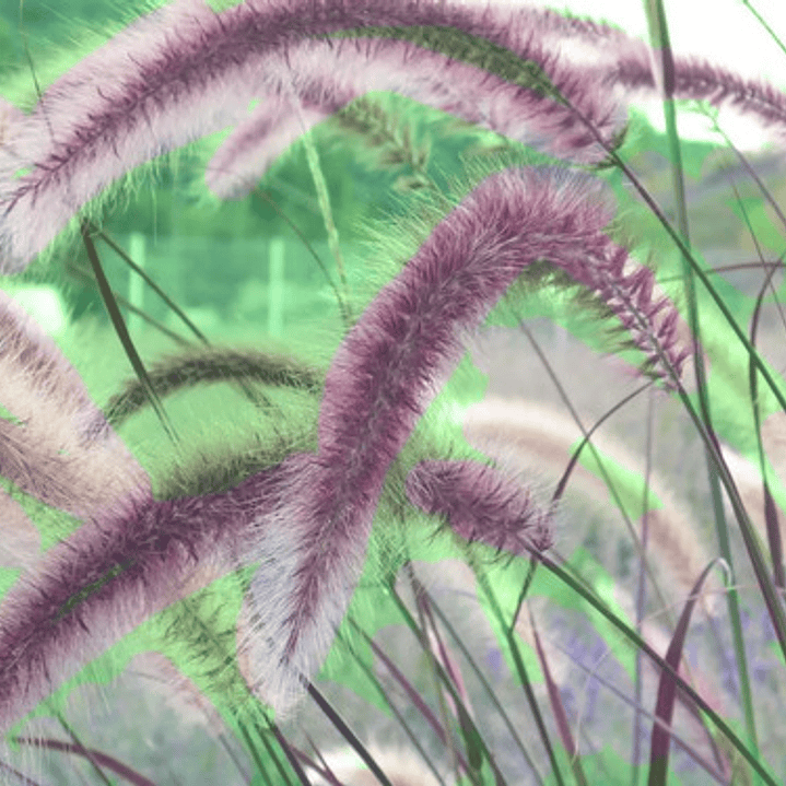 Pennisetum Rojo Sericura Herbacea Ornamental 3