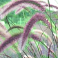 Pennisetum Rojo Sericura Herbacea Ornamental - Miniatura 3