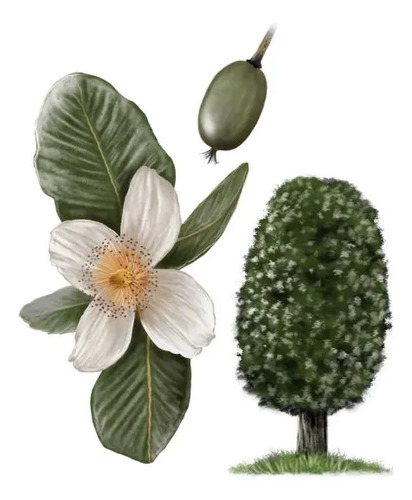 Ulmo Eucryphia Cordifolia Árbol Flor Ornamental 1