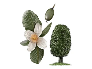 Ulmo Eucryphia Cordifolia Árbol Flor Ornamental